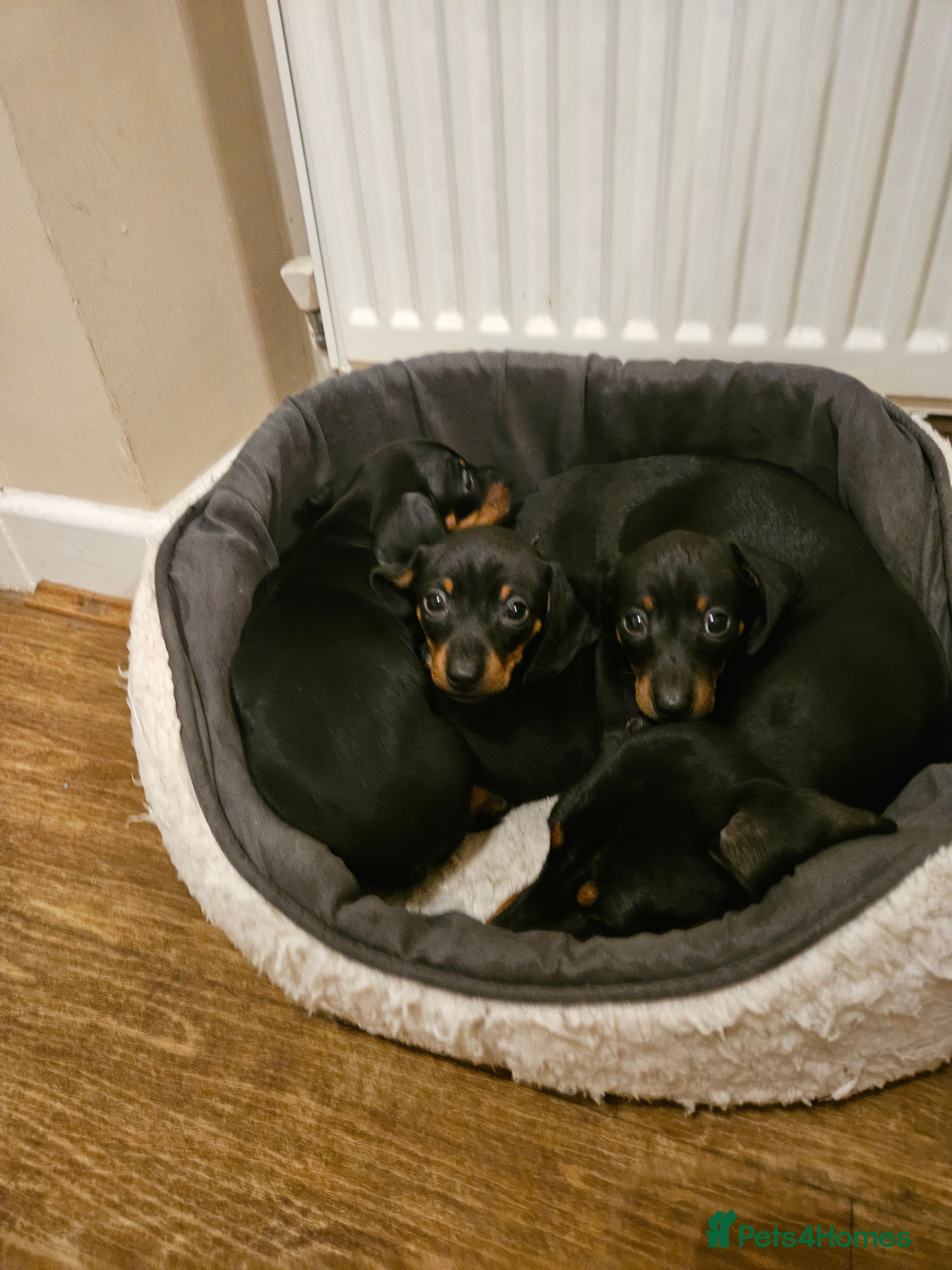 Miniature Dachshund dogs Miniature dachshund male puppies - Advert 12
