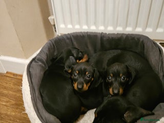 Miniature Dachshund dogs Miniature dachshund male puppies - Advert 4