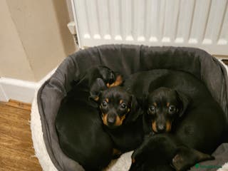 Miniature Dachshund dogs Miniature dachshund male puppies - Advert 9