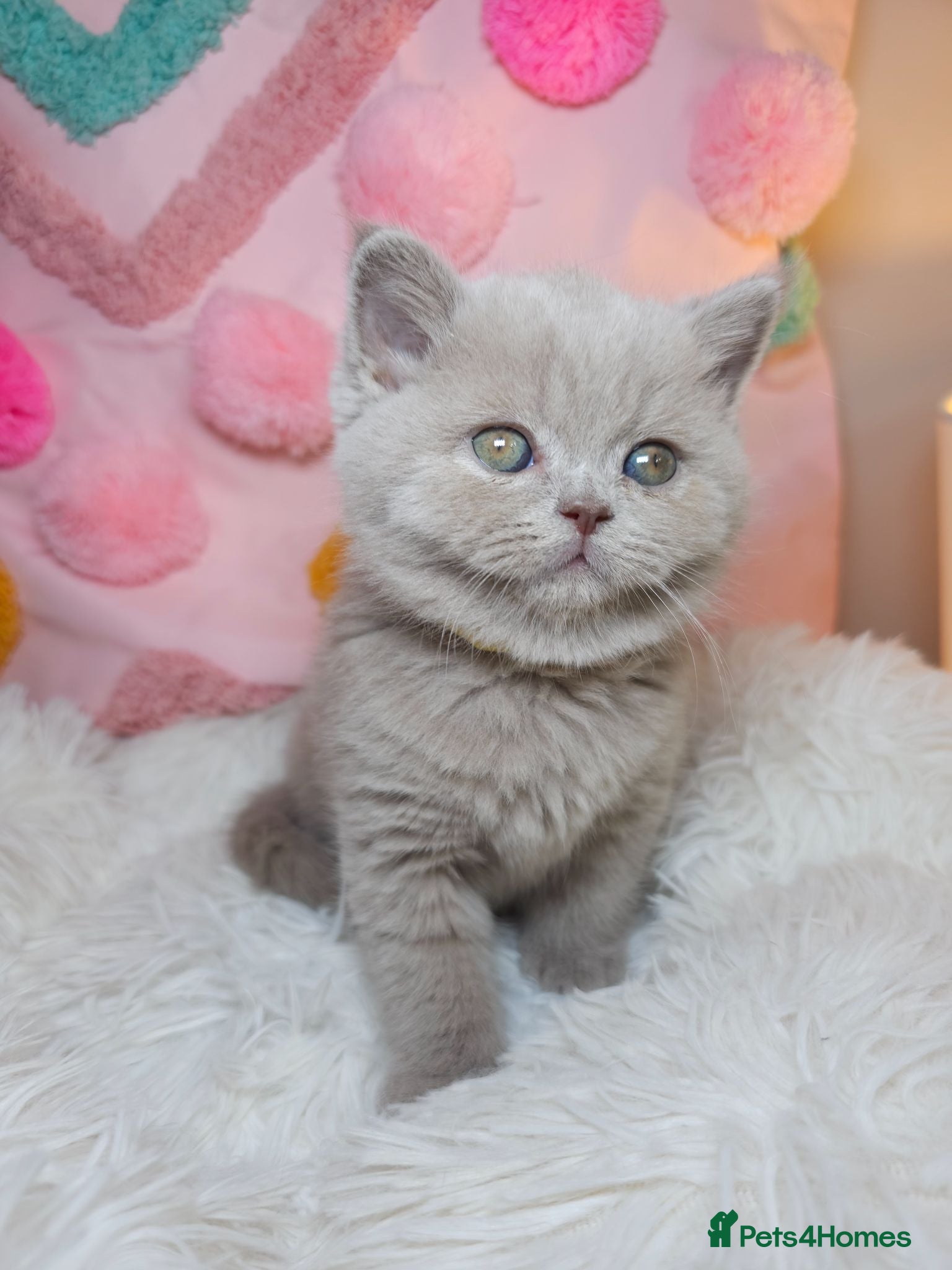 British Shorthair cats Luxury British Shorthair 🧸 Rare Lilac & Cinnamon - Advert 10
