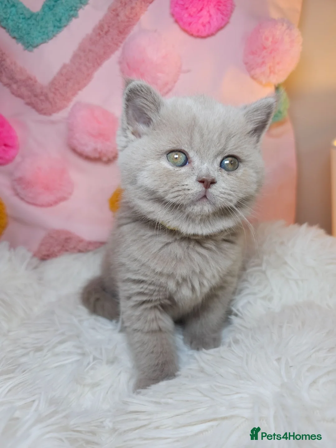British Shorthair cats for sale: READY NOW🚗FREE DELIVERY  - Advert 2