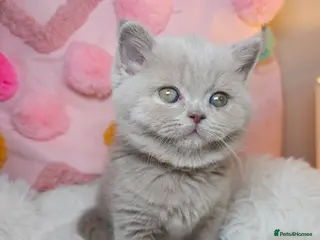 British Shorthair cats Luxury British Shorthair 🧸 Rare Lilac & Cinnamon - Advert 10