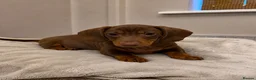 Miniature Dachshund dogs for sale: Two miniature dachsund males.  - Advert 4