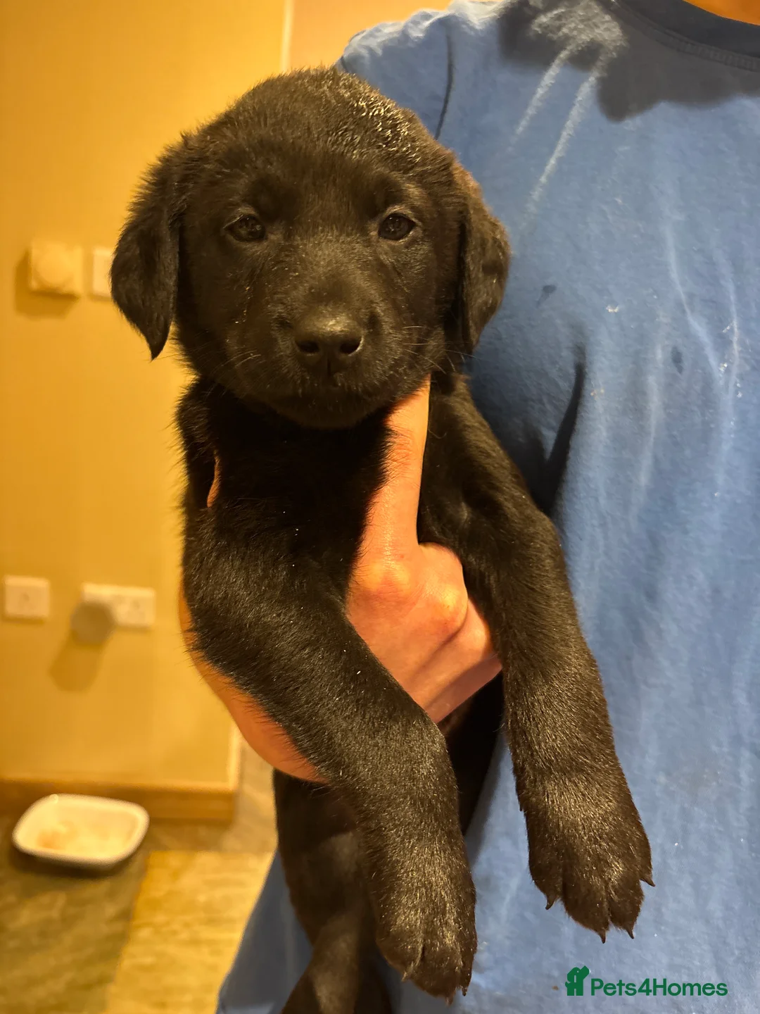 Borador dogs for sale: 11 gorgeous Borador puppies for sale  - Advert 5