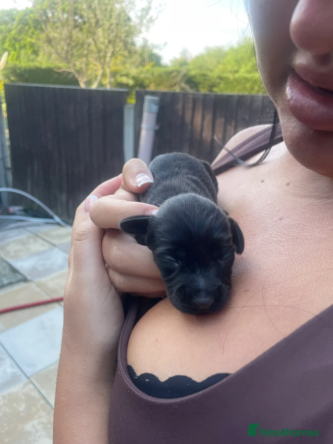 Mixed Breed dogs for sale: DOXIEPOO puppies - Advert 13