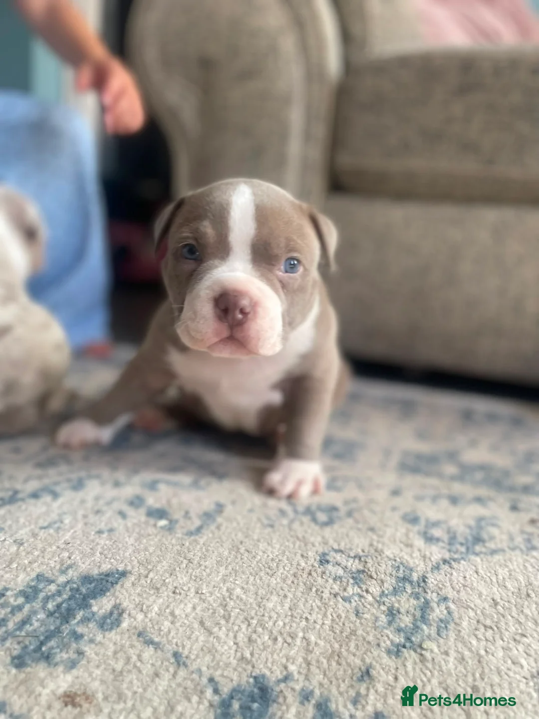 American Bully dogs for sale: Pocket bully puppies in Coventry - Advert 2