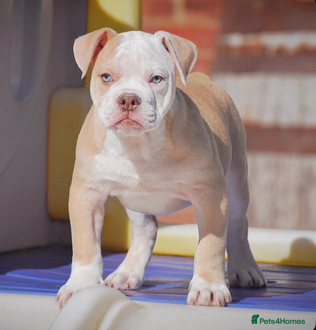 Old Tyme Bulldog dogs Trusted breeder of 24 years  - Advert 2