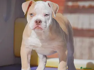 Old Tyme Bulldog dogs Trusted breeder of 24 years - Advert 2
