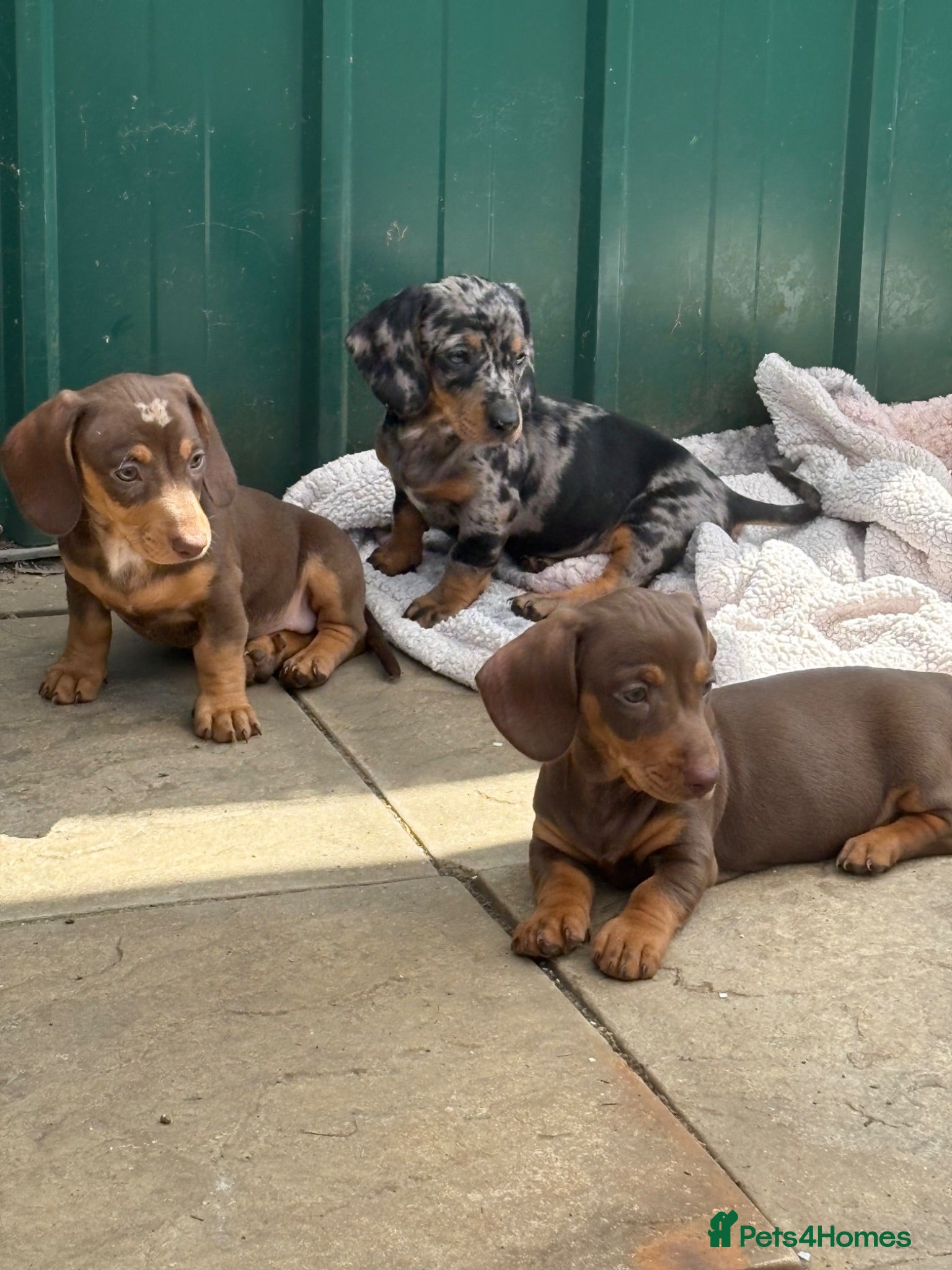 Dachshund dogs Absolutely gorgeous litter of 5 dachshund puppies - Advert 17