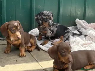Dachshund dogs Absolutely gorgeous litter of 5 dachshund puppies - Advert 17