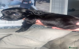 English Springer Spaniel dogs for sale: 2 beautiful english springer spaniels  - Image 6