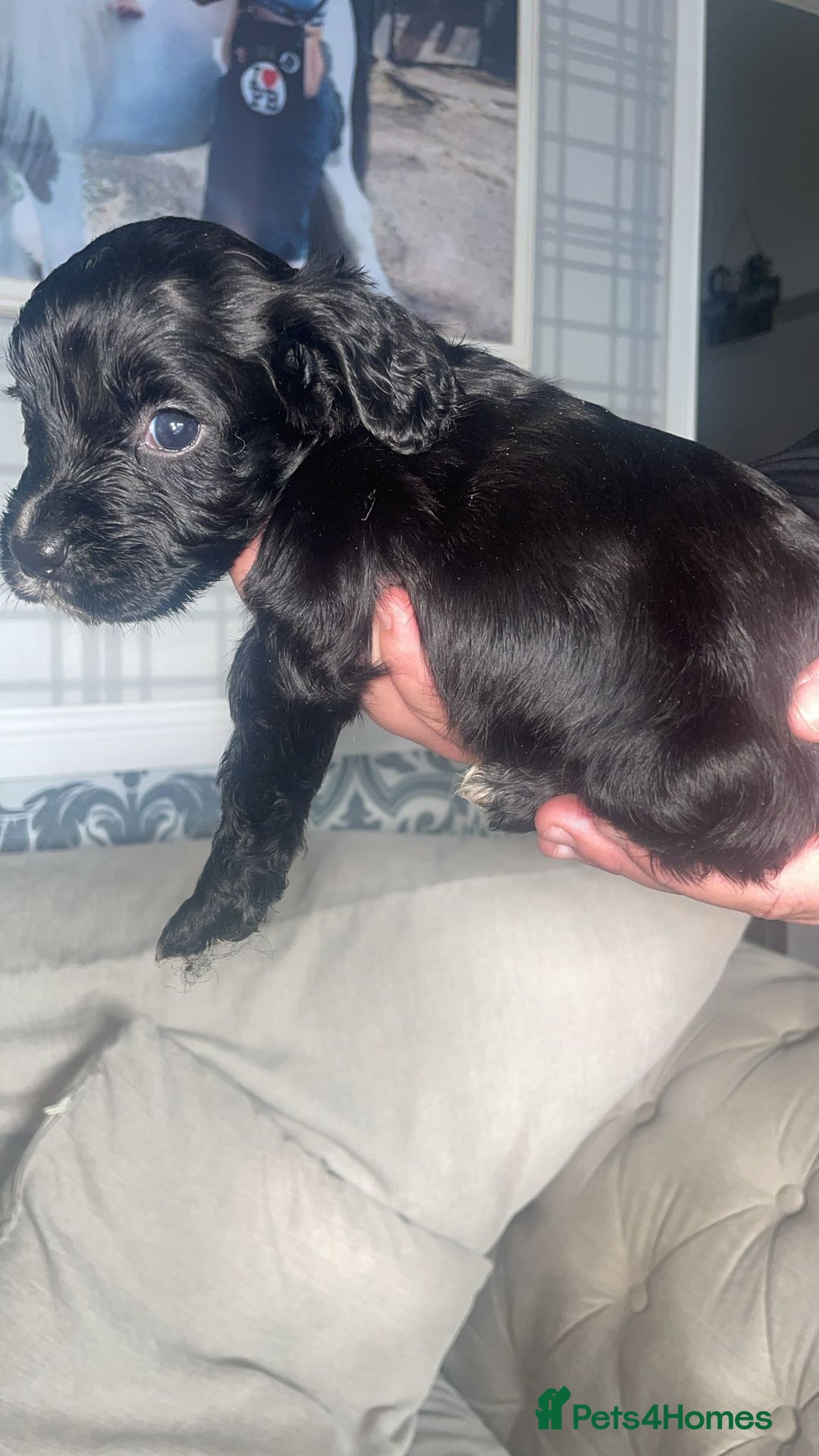 English Springer Spaniel dogs for sale: 2 beautiful english springer spaniels  - Image 6