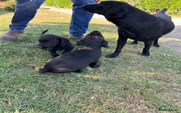Springador dogs for sale: Springador Puppies - Image 6
