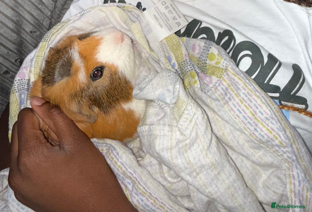 Guinea Pig rodents for sale: 3 male guinea pigs with cage,food and lots of heys - Image 2