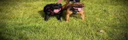 Staffordshire Bull Terrier dogs for sale: Brindle Stafford puppies 🐾🧡🖤 - Advert 12