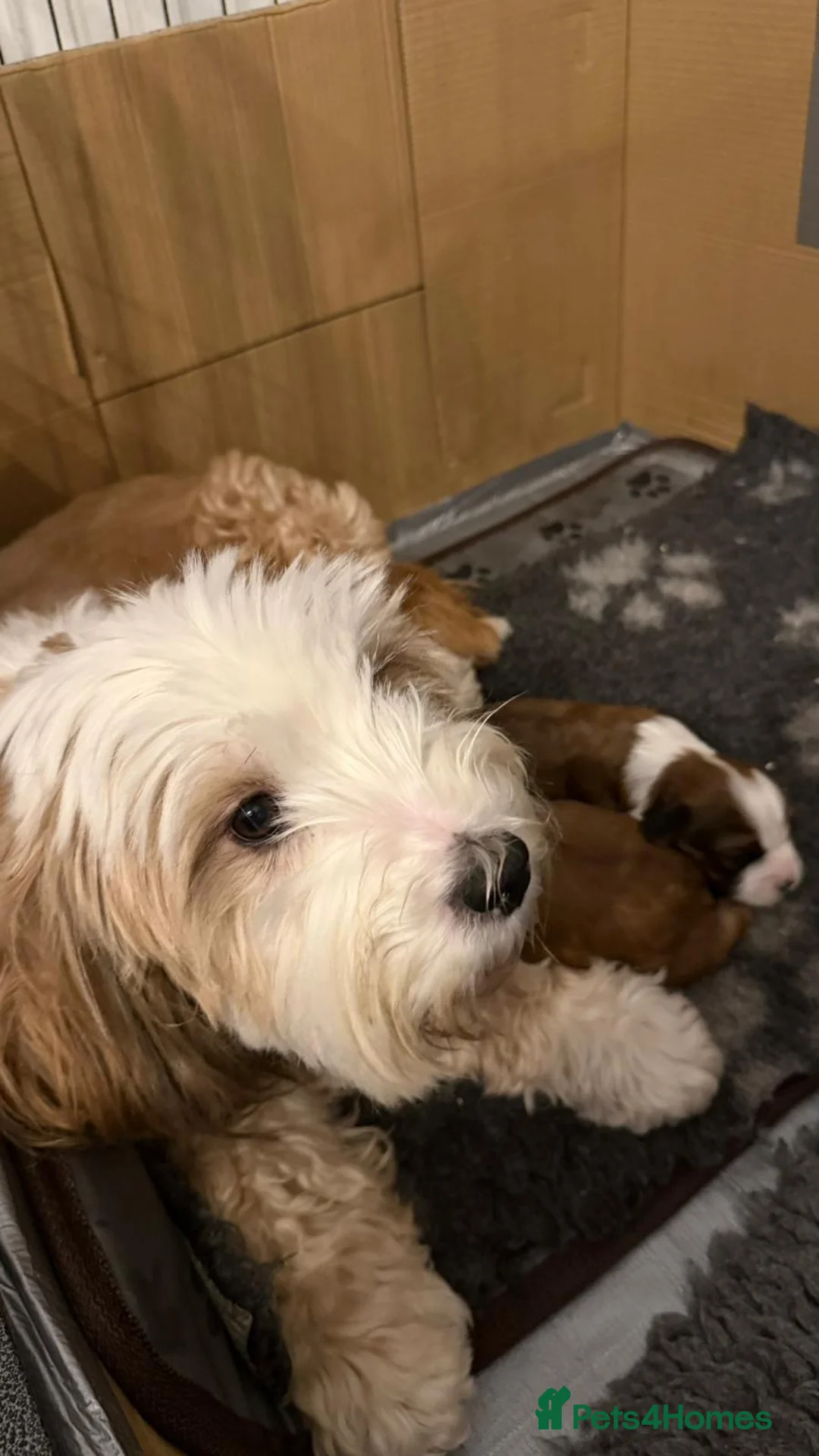 Tibetan Terrier dogs for sale: Kennel club registered Tibetan terrier puppies  - Advert 13