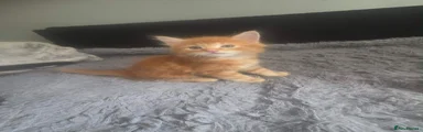 Lighter orange male