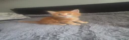 Domestic Shorthair cats for sale: Kittens looking for a loving home in Slough - Advert 4