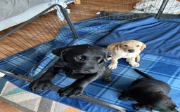 Labrador Retriever dogs for sale: KC Registered Labrador Retriever Puppies - Image 2