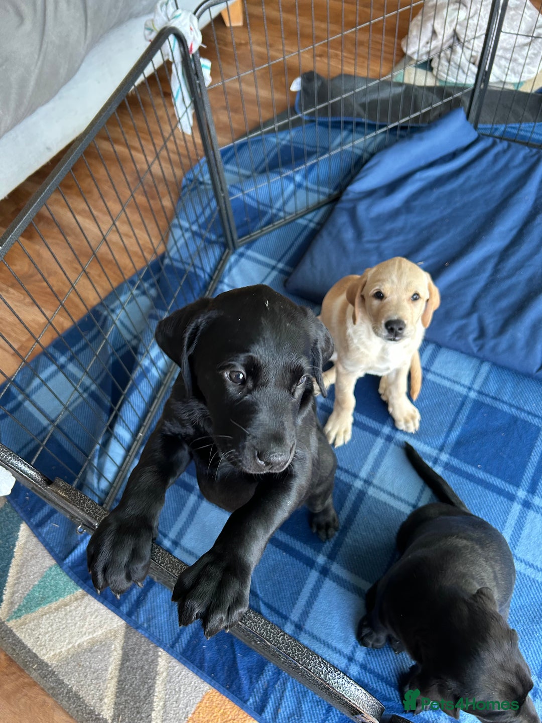 Labrador Retriever dogs for sale: KC Registered Labrador Retriever Puppies - Image 2