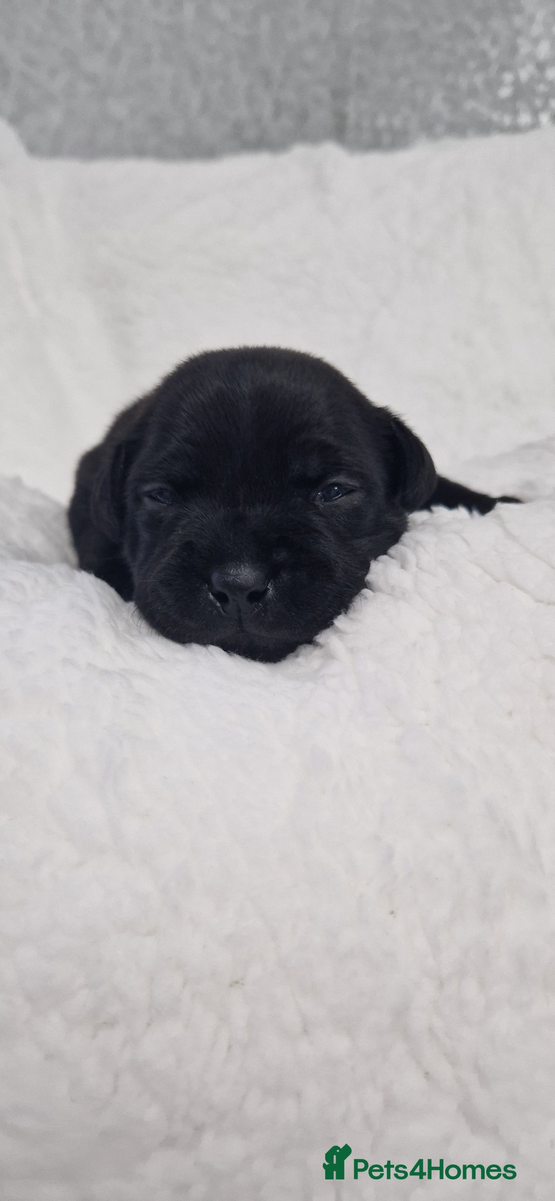 Staffordshire Bull Terrier dogs for sale: 4 Kc Reg Staffordshire Bull Terrier Females 🩷 - Advert 27