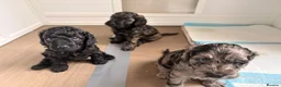Cockapoo dogs for sale: STUNNING TOY COCKAPOOS  in Withernsea - Advert 17