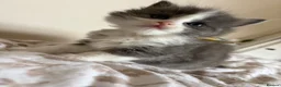 Ragdoll cats for sale: Beautiful litter of ragdolls - Advert 9