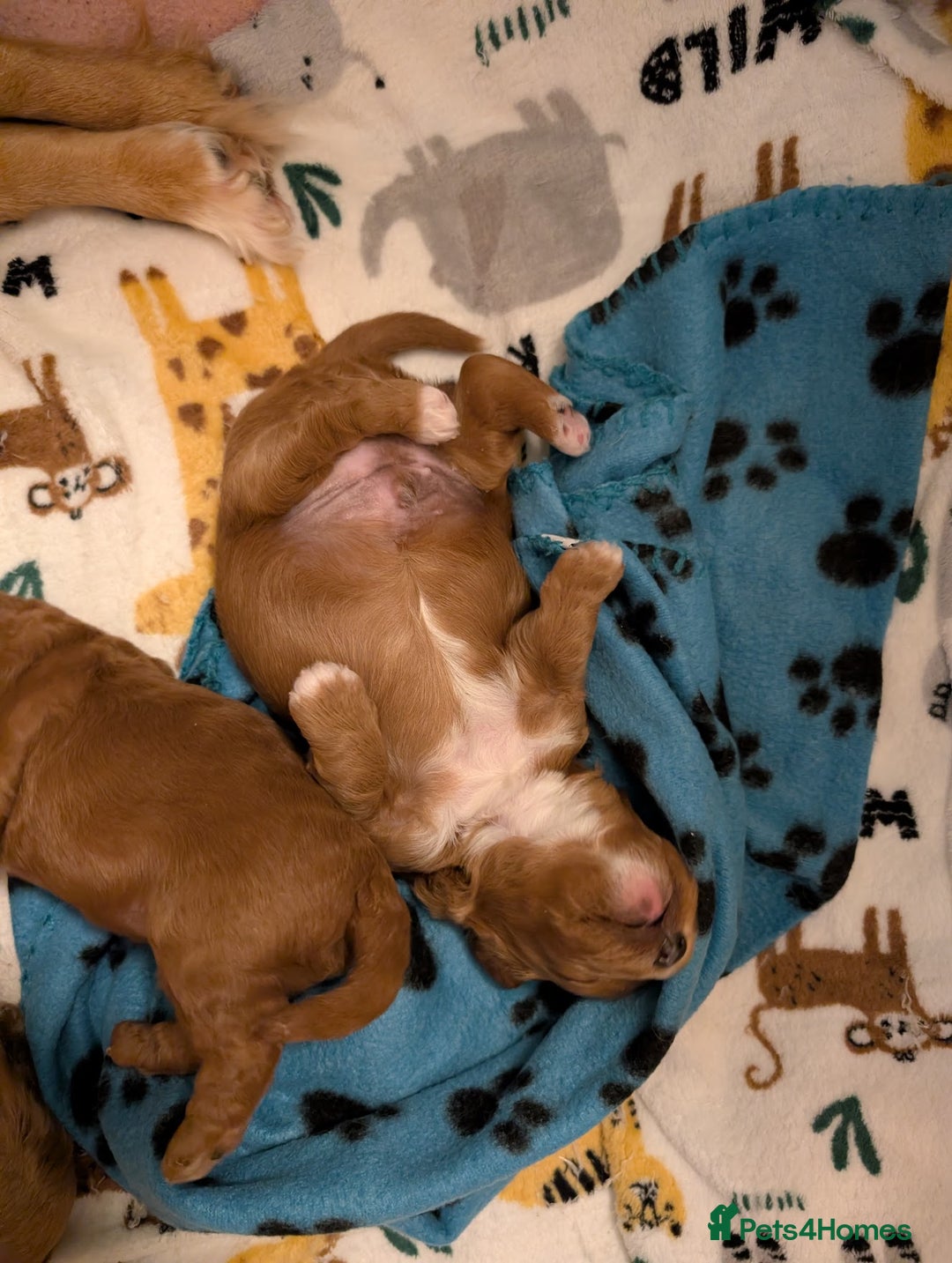 Cavapoo dogs for sale: F1B Deep Fox Red Puppies - Advert 20
