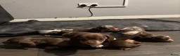 Miniature Dachshund dogs for sale: Beautiful miniature long haired dachshund  in Witham - Advert 10