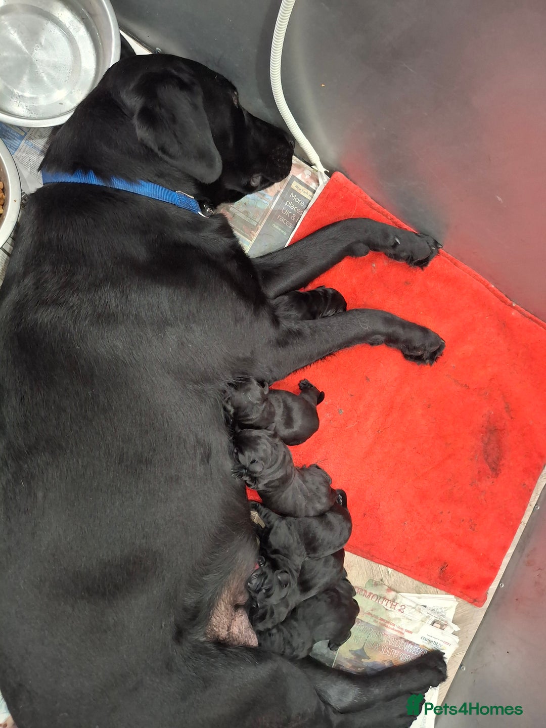 Labrador Retriever dogs for sale: KC Registered Health Tested Labrador puppies - Advert 4