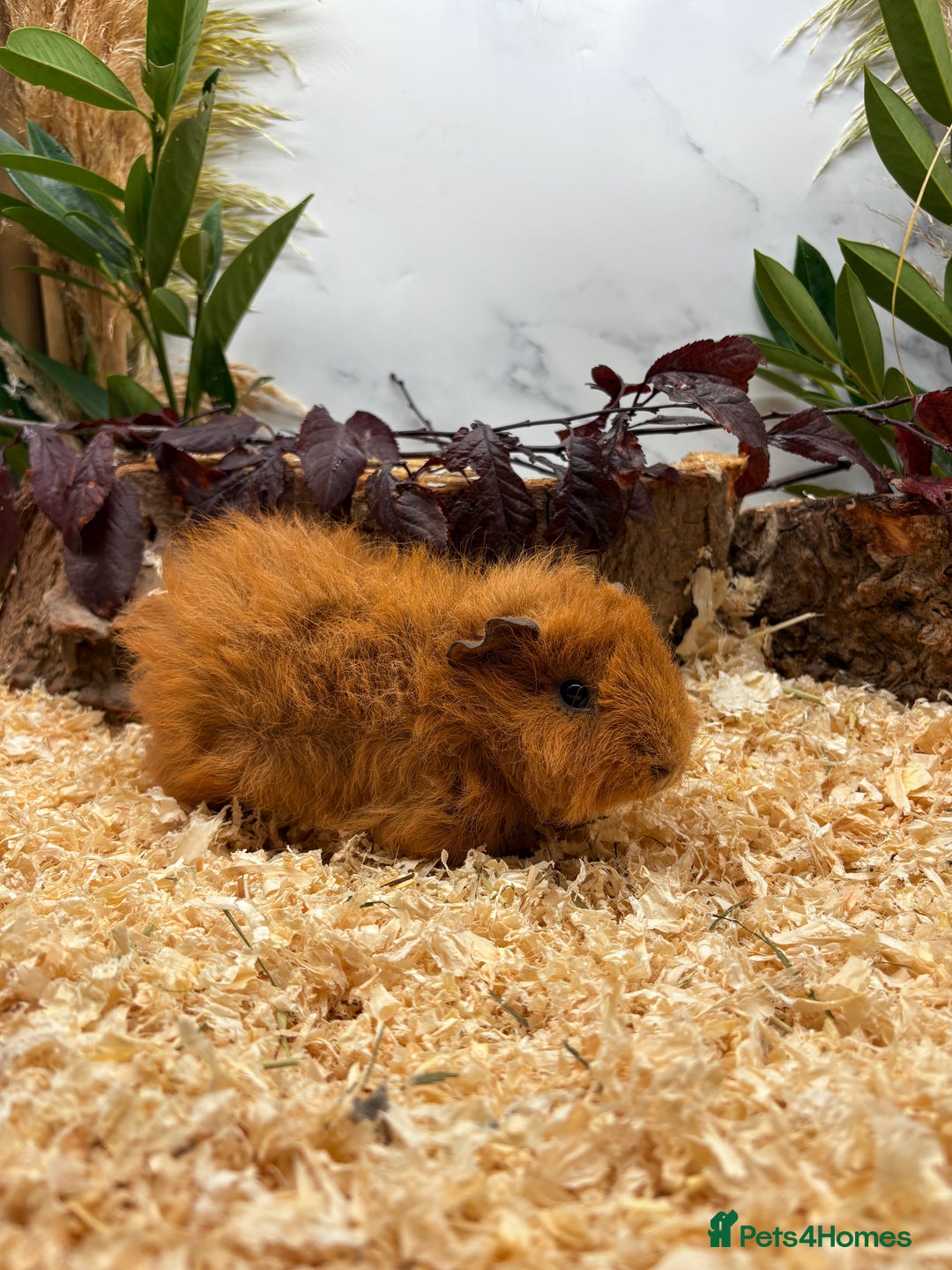 Guinea Pig rodents for sale: 🏡🐹 Multiple pretty Boys available 🐹🏡 - Image 30
