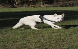German Shepherd dogs for sale: White german sheperd  - Image 7