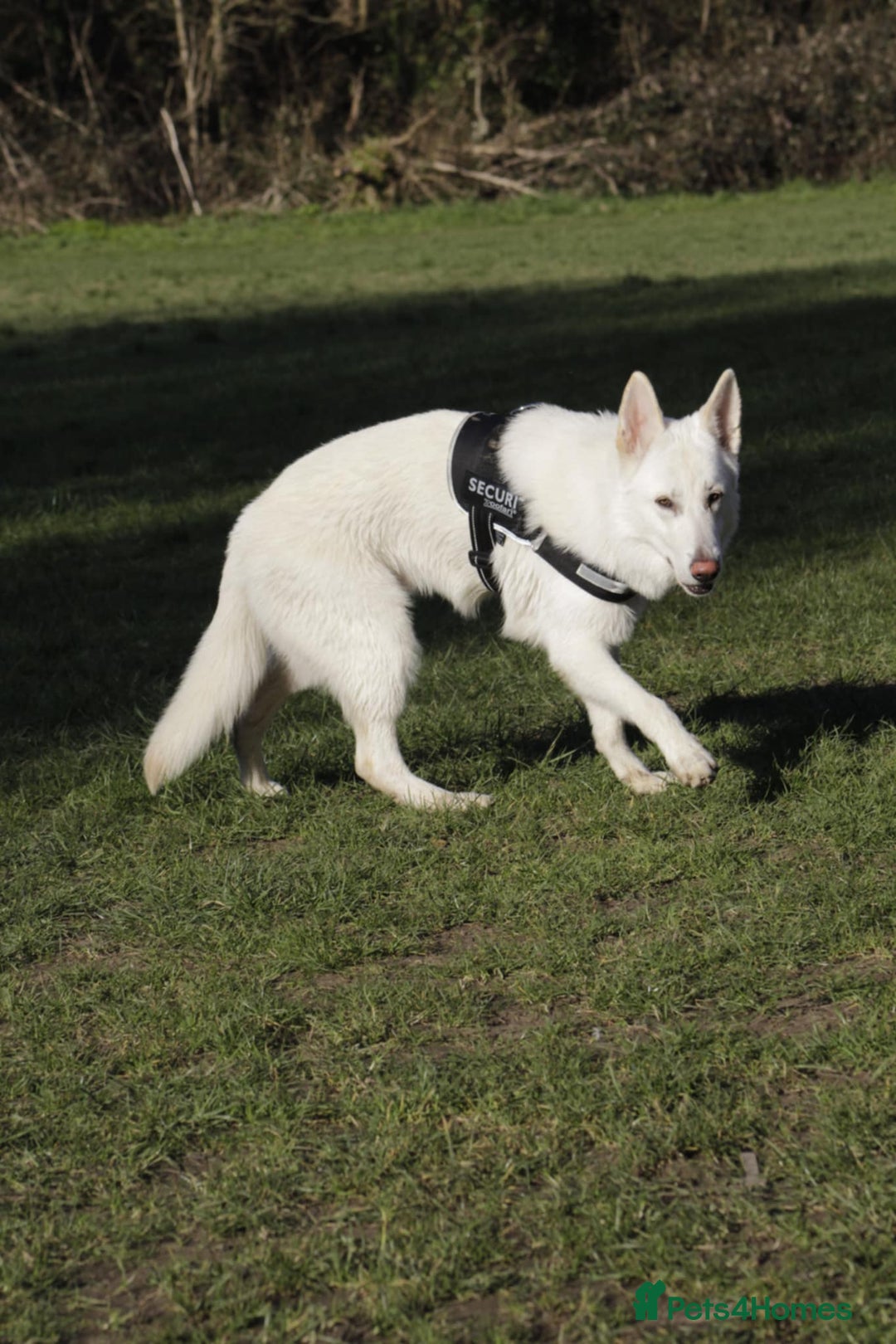 German Shepherd dogs for sale: White german sheperd  - Image 7
