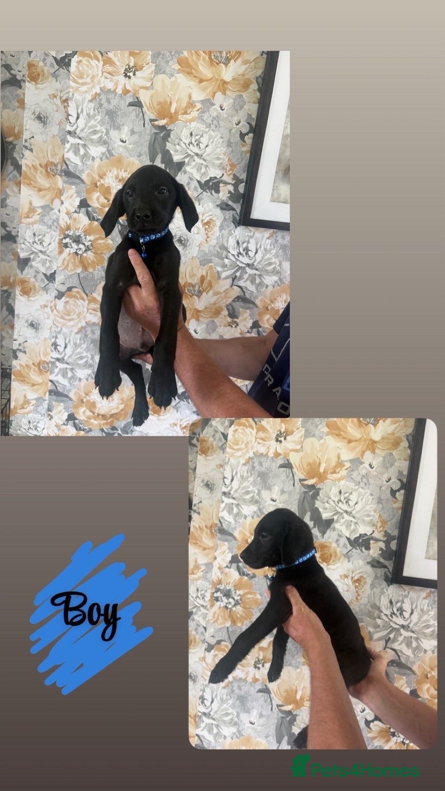 Labrador Retriever dogs 🐾💙 HANDSOME  LABRADOR RETRIEVER BOYS 💙🐾 - Advert 2