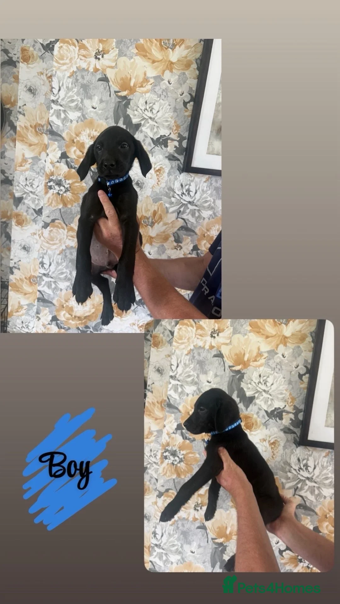 Labrador Retriever dogs for sale: 🐾💙 HANDSOME  LABRADOR RETRIEVER BOYS 💙🐾 in Holywell - Advert 1