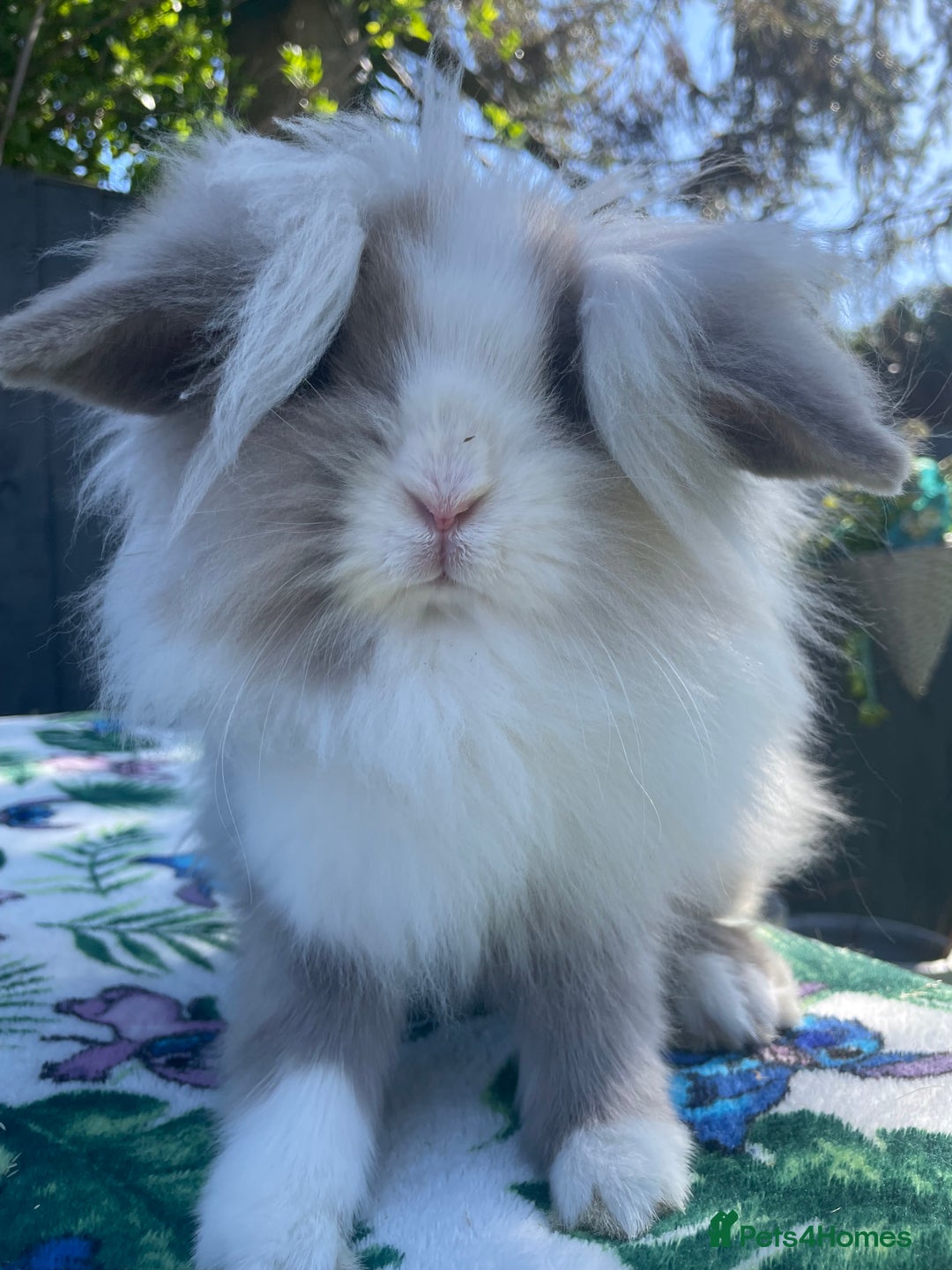 Mini Lion Lop rabbits for sale: Beautiful Lion Lop Girl in Cheadle - Image 5