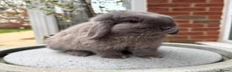 Mini Lop rabbits for sale: Outstanding Lines, Purebred Mini Lop - Advert 1