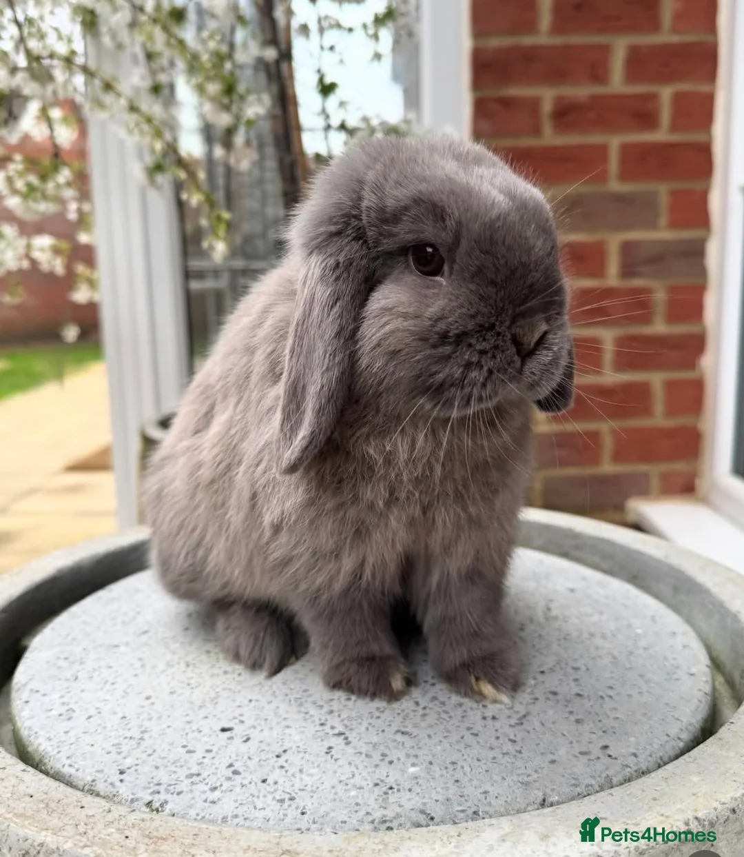 Mini Lop rabbits for sale: Outstanding Lines, Purebred Mini Lop - Advert 1