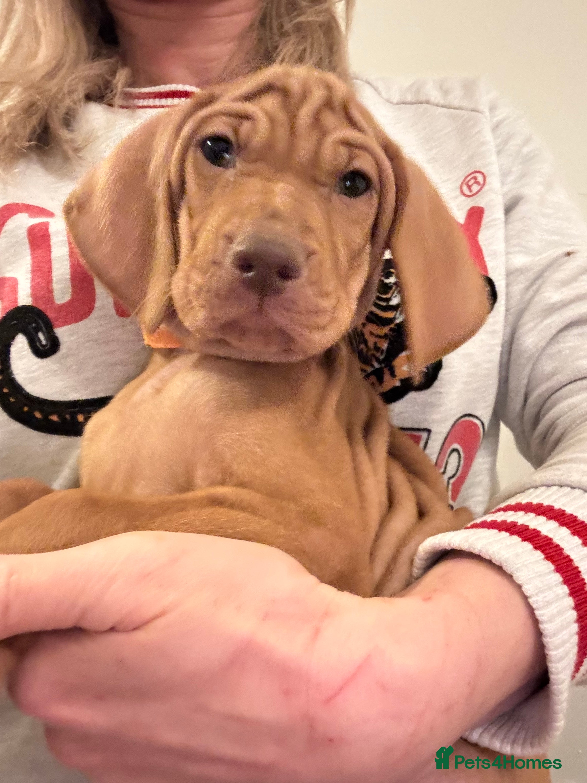 Hungarian Vizsla dogs Beautiful Chunky Curious Vizsla’s !! 🐶🐶 - Advert 6