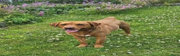 Labrador Retriever dogs for sale: Odie the Fox Red Labrador  - Advert 4