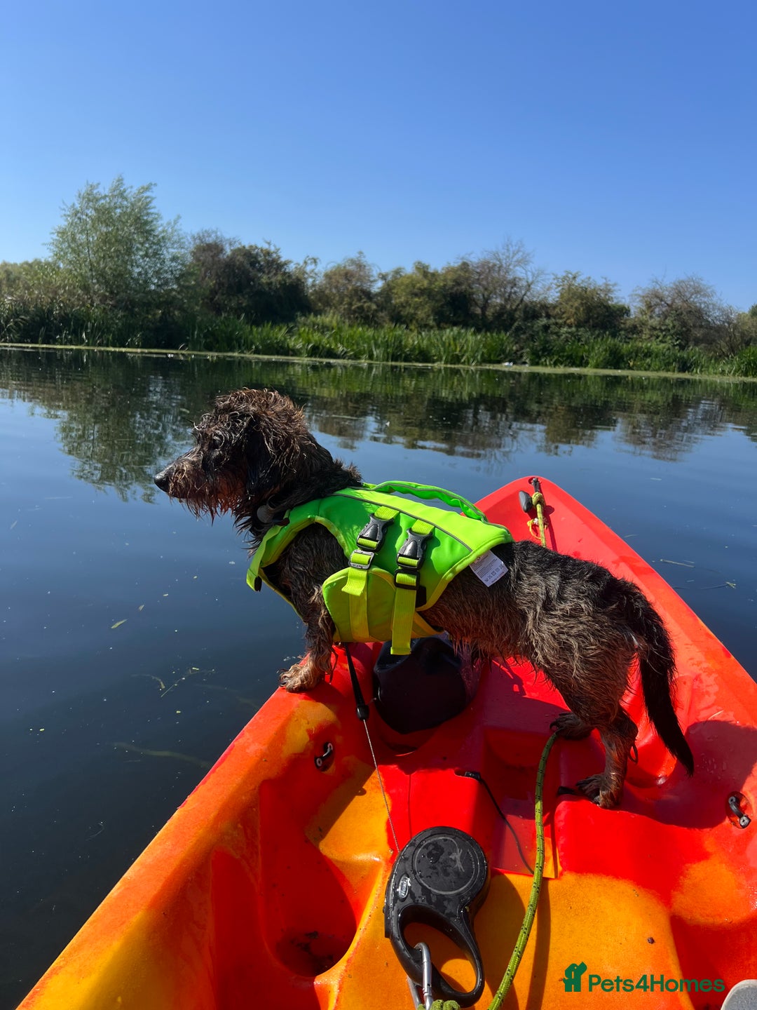 Dachshund dogs for stud: WIREHAIRED TECKEL DACHSHUND available for stud - Advert 11