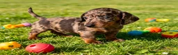 Miniature Dachshund dogs for sale: 🐾 Gorgeous Miniature Dachshund Puppies 🐾 - Advert 6