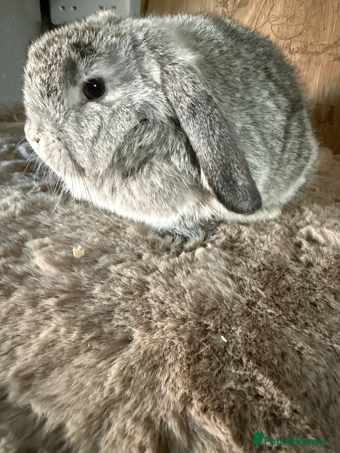 Mini Lop rabbits for sale: 3 mini lop rabbit girls available now - Image 7