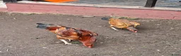 Chickens poultry for sale: Aseel Chickens - Advert 1
