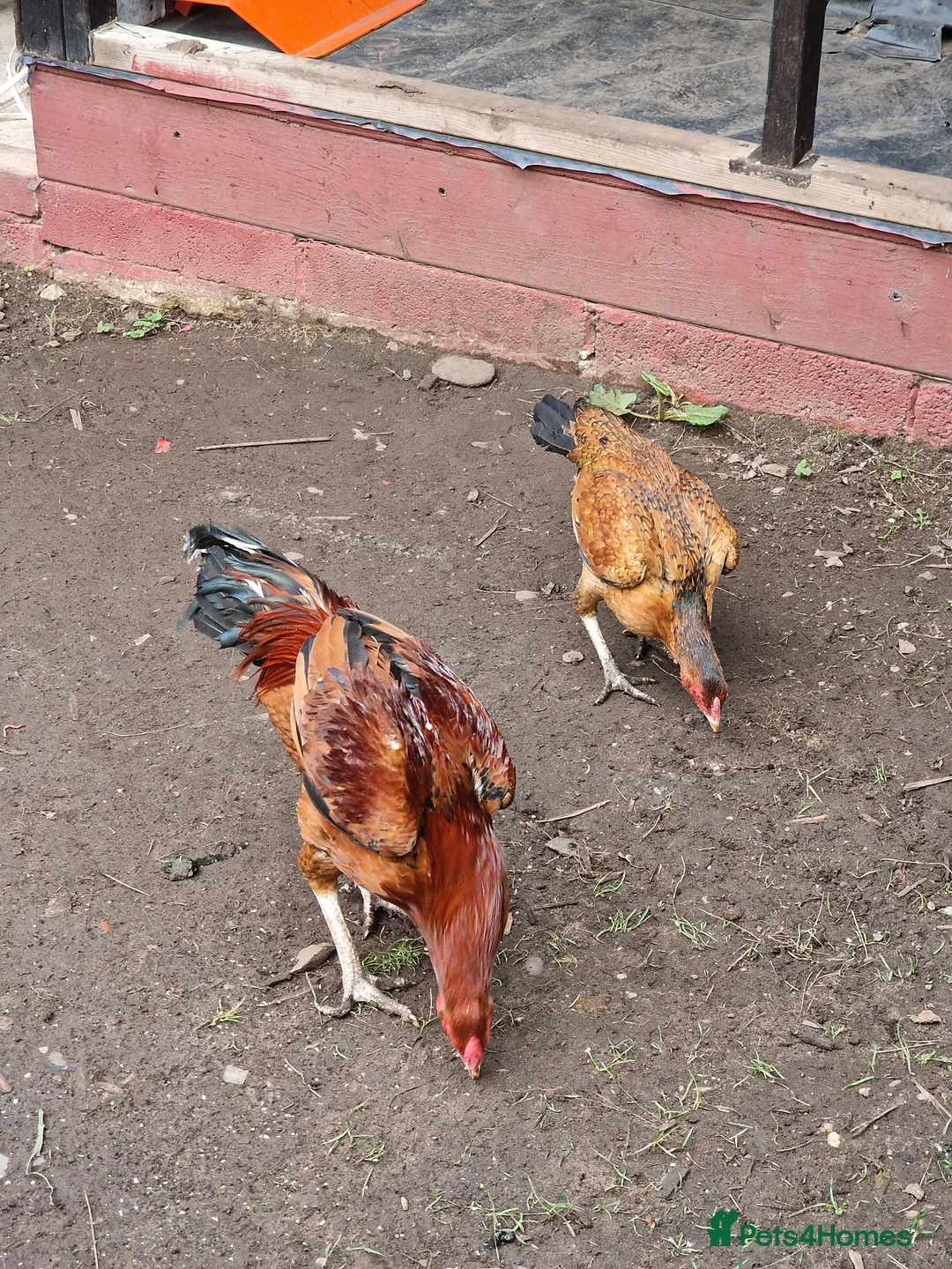 Chickens poultry for sale: Aseel Chickens - Advert 1