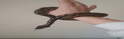 Snake reptiles for sale: Stunning Female Leopard Ball Python - Advert 9