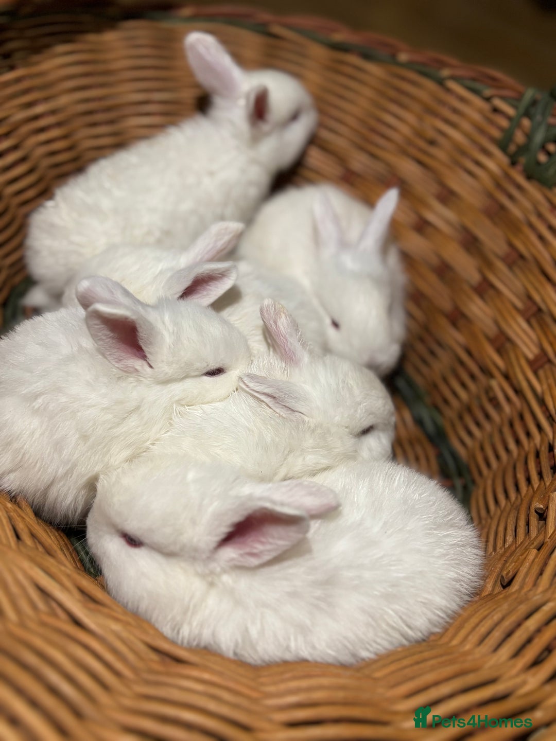 New Zealand rabbits for sale: Rabbits White New Zealand for Sale in Mountain Ash - Advert 3