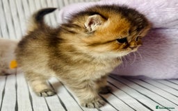 Scottish Fold cats for sale: 🌟🌟🌟🌟🌟Pedigree Scottish Fold Kittens - Image 15