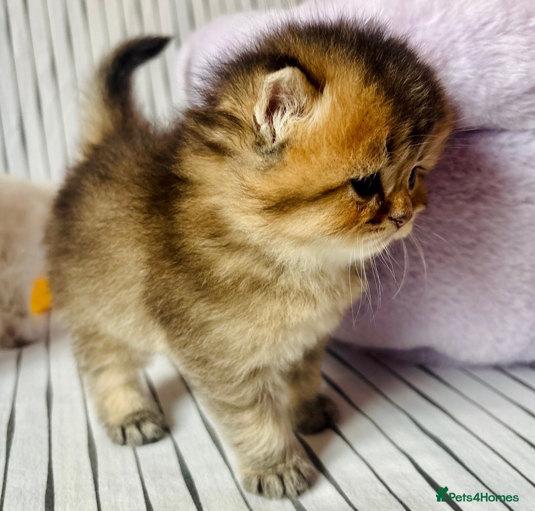 Scottish Fold cats for sale: 🌟🌟🌟🌟🌟Pedigree Scottish Fold Kittens - Image 15