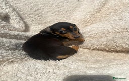 Miniature Dachshund dogs for sale: True To Type Miniature Dachshunds  - Image 4